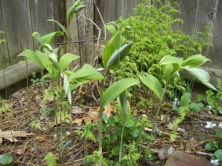 Solomans Seal and Ferns - May 2008