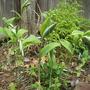 Solomans Seal and Ferns - May 2008