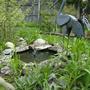 Pond - May 2008