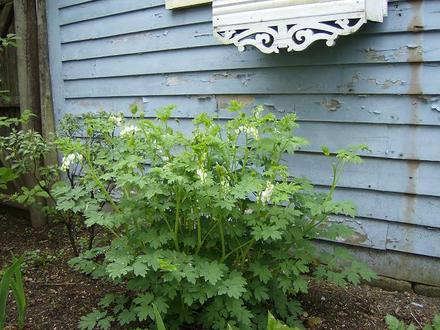 White Bleeding Heart - May 2008