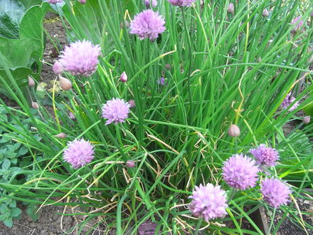 Chives in the herb garden (Allium)