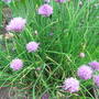 Chives in the herb garden (Allium)