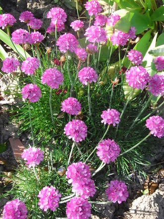 Armeria Maritima. (Thrift) (Armeria maritima (Armerie vulgaire))
