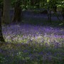A garden flower photo