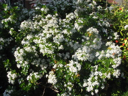 Choisya Ternata. (Choisya ternata (Mexican orange blossom))