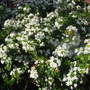 Mexican_orange_blossom