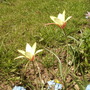 Lily-Flowered Tulip 05.08 (Tulipa - Lily flowered)