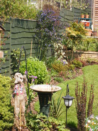 Ceanothus coming into colour nicely!