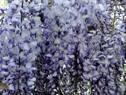 Wisteria (Wisteria floribunda (Japanese Wisteria))