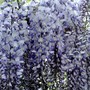 Wisteria (Wisteria floribunda (Japanese Wisteria))