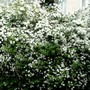 Spirea hedge (Spirea Japonica, Spirea Arguta and Spirea Nipponica hdge)