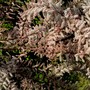 Tamarisk (Tamarix tetranda)