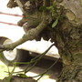 Mistletoe on Cooking Apple Tree at Vistabile 05.08 (Viscum album (Vistabile))