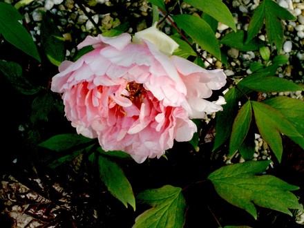 Peony tree (Paeonia suffruticosa (Moutan))