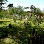 View across lower garden from bottom of path.