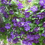 Clematis viticella