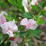 Chamaecytisus_purpureus