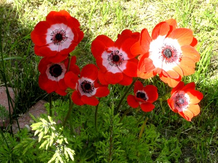 My red anemones are all facing the sun (Anemone de Caen)