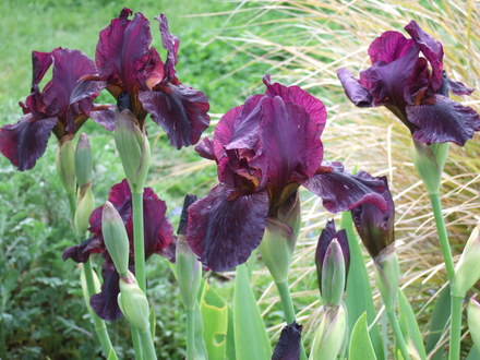 Clump of Irises