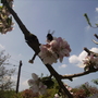 Bee on Bramley [?] Apple Blossom 07.05.08 (Malus domestica (Vistabile))