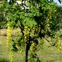 Our young Laburnum tree has its first blossom. (Laburnum anagyroides (Common Goldenchain))