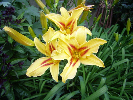 Hemorocalis. Day lilly (Hemerocallis fulva)