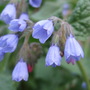 Symphytum_caucasicum