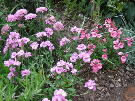 A pink group...