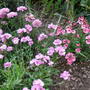 Pink_border