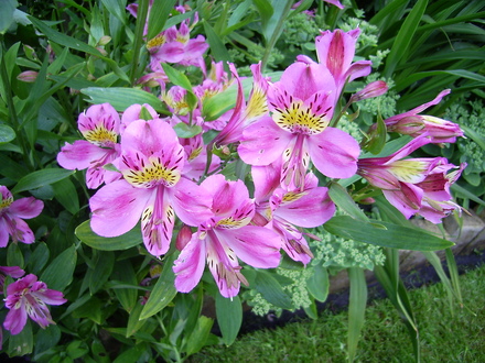Alstroemeria (Alstroemeria aurea (Peruvian lily))