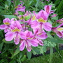 Alstroemeria aurea (Peruvian lily)