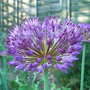 Allium_azureum