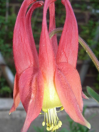 Aquilegia canadensis (Aquilegia canadensis)