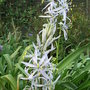 Camassia_cusickii