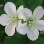Geranium_sylvaticum_album