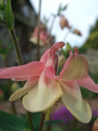 Aquilegia (Aquilegia)