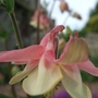 Aquilegia_pink_n_cream