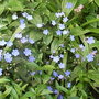 Omphalodes cappadocica