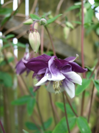 Aquilegia (Aquilegia)
