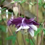 Aquilegia_purple_n_white
