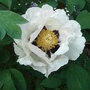 Paeonia rockii (Paeonia rockii)