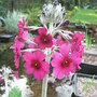 Primula_pulverulenta