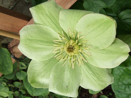 Clematis 'Guernsey Cream' (Clematis)
