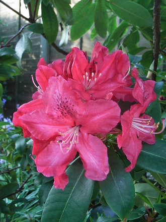 Rhododendron 'Nova Zembla' (Rhododendron 'Nova Zembla')