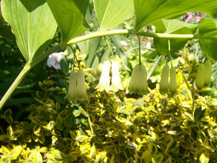8_5_13.jpg (Spartium junceum)