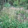Saxifraga_x_urbium