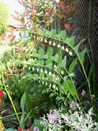8_5_15.jpg (Spartium junceum)