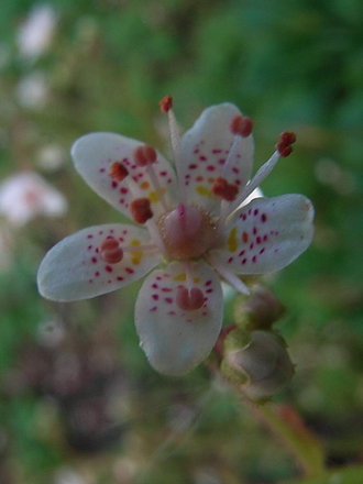 Saxifraga x urbium - close-up (Saxifraga x urbium)