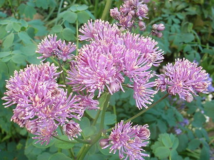 Thalictrum aquilegiifolium 'Thundercloud' (Thalictrum aquilegiifolium 'Thundercloud')