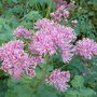 Thalictrum_aquilegiifolium__thundercloud_